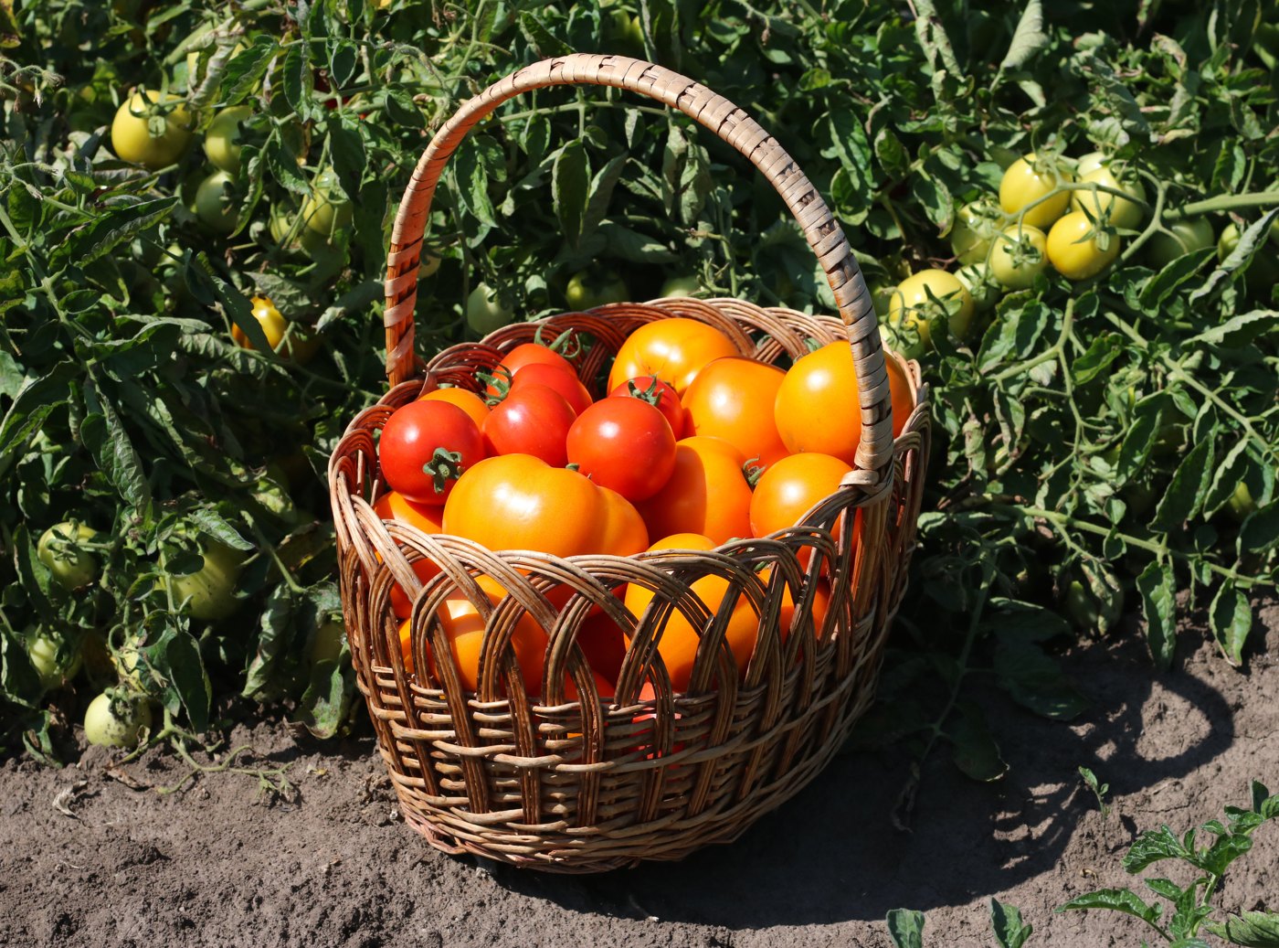 Fresh tomatoes ready for the kitchen